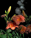 Click to see YE-150mm-0201-EDT.JPG
