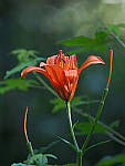 Click to see YE-150mm-0207-EDT.JPG