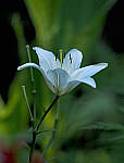 Click to see YE-150mm-0208-EDT.JPG