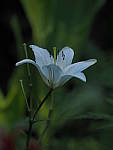 Click to see YE-150mm-0208.JPG