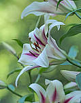 Click to see YE-150mm-0213-EDT.JPG