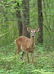 Click to see YE-150mm-0295-EDT.JPG