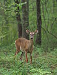 Click to see YE-150mm-0295.JPG