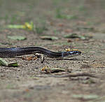 Click to see YE-150mm-0305-EDT.JPG