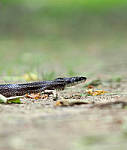 Click to see YE-150mm-0310-EDT.JPG
