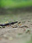 Click to see YE-150mm-0310.JPG