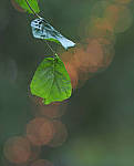 Click to see YE-150mm-0337-EDT.JPG