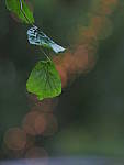 Click to see YE-150mm-0337.JPG