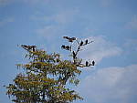 Click to see YPB134694.JPG