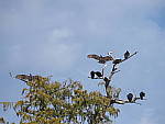 Click to see YPB134712.JPG