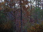 Click to see YPB226508.JPG