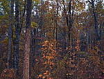 Click to see YPB226509.JPG