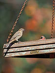 Click to see YQ-300MM-0113-EDT.JPG