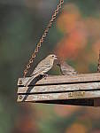 Click to see YQ-300MM-0135.JPG