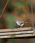 Click to see YQ-300MM-0158-EDT.JPG