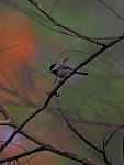 Click to see YQ-300MM-0189.JPG