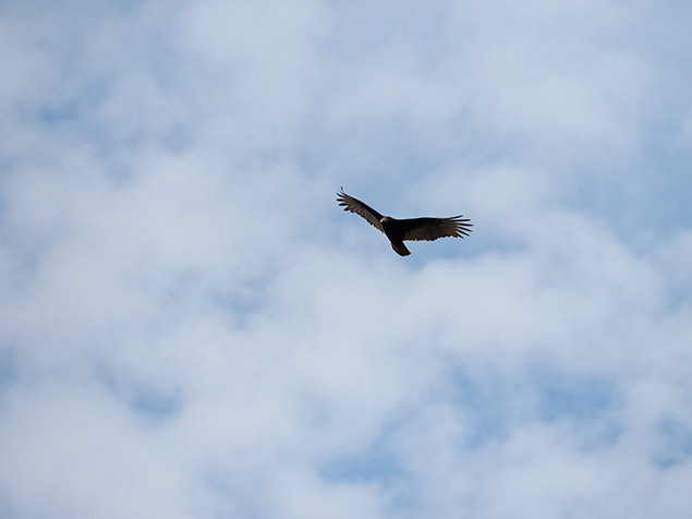 Olympus E-M1 Mark II Review -- Gallery Image