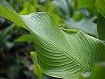 Click to see Y-25_50MMF17-P7050510.JPG