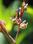 Click to see Y-25_50MMF17-P7050512.JPG