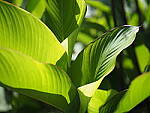 Click to see Y-25_50MMF17-P7050520.JPG