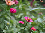 Click to see Y-25_50MMF17-P7050532.JPG