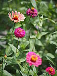 Click to see Y-25_50MMF17-P7050537.JPG