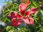 Click to see Y-25_50MMF17-P7050552.JPG