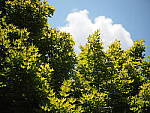 Click to see Y-25_50MMF17-P7050574.JPG