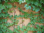 Click to see Y-25_50MMF17-P7050583.JPG