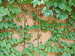 Click to see Y-25_50MMF17-P7050584.JPG