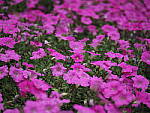 Click to see Y-25_50MMF17-P7050594.JPG