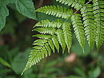 Click to see Y-25_50MMF17-P7060614.JPG