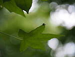 Click to see Y-25_50MMF17-P7060625.JPG