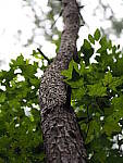 Click to see Y-25_50MMF17-P7060651.JPG