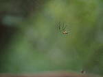 Click to see Y-25_50MMF17-P7060671.JPG
