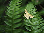 Click to see Y-25_50MMF17-P7060704.JPG