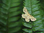 Click to see Y-25_50MMF17-P7060707.JPG
