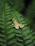 Click to see Y-25_50MMF17-P7060715.JPG