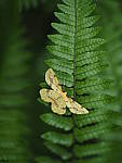 Click to see Y-25_50MMF17-P7060723.JPG