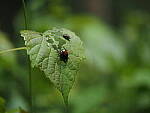 Click to see Y-25_50MMF17-P7060803.JPG