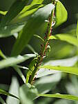 Click to see Y-25_50MMF17-P7060815.JPG