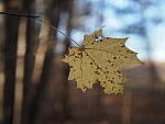 Click to see Y-JG-E-M1-III-OM-20-F1-4-0092.JPG