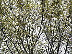 Click to see Y-JG-E-M1-III-OM-40-150-9329.JPG