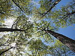 Click to see Y-JG-E-M1-III-PAN-9MM-F1-7-9471.JPG