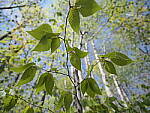 Click to see Y-JG-E-M1-III-PAN-9MM-F1-7-9490.JPG