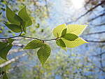 Click to see Y-JG-E-M1-III-PAN-9MM-F1-7-9499.JPG