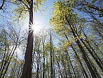 Click to see Y-JG-E-M1-III-PAN-9MM-F1-7-9513-FLARE.JPG