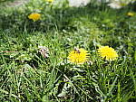 Click to see Y-JG-E-M1-III-PAN-9MM-F1-7-9560.JPG