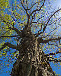Click to see Y-JG-E-M1-III-PAN-9MM-F1-7-9582-MOD.JPG