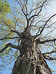 Click to see Y-JG-E-M1-III-PAN-9MM-F1-7-9582.JPG